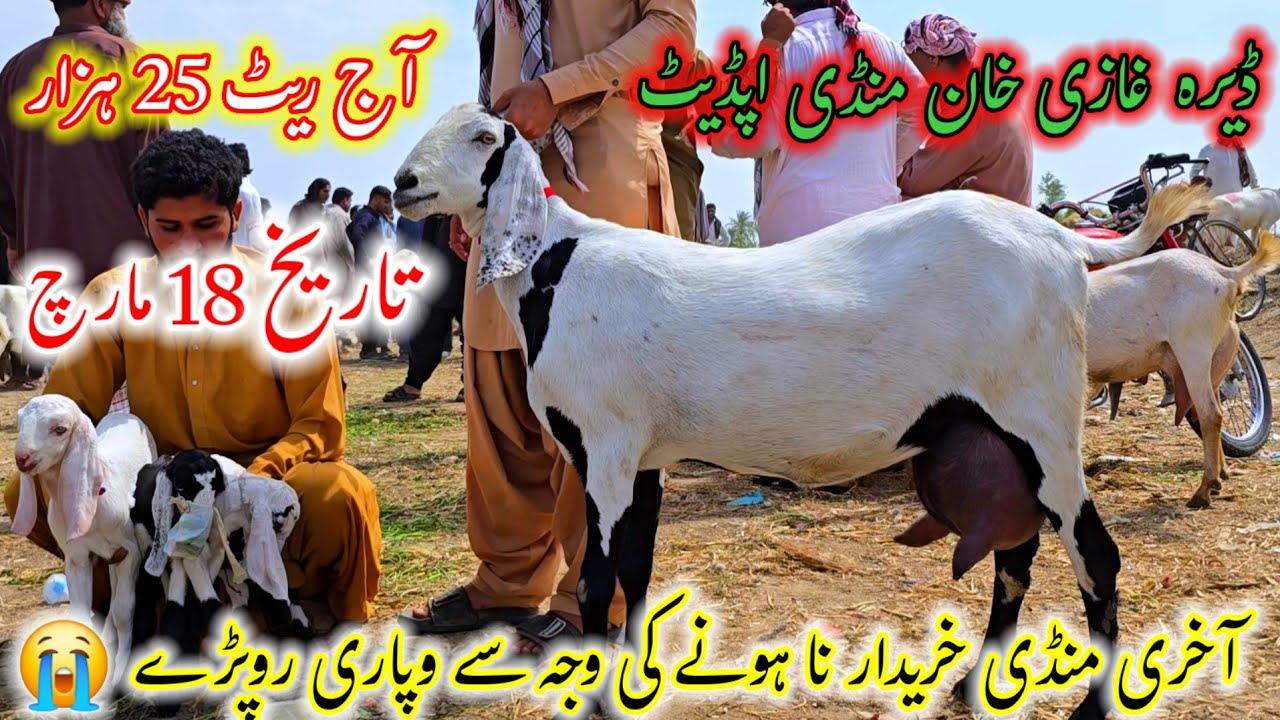 18 March 2026 Latest vedio budh bakra mandi pakistan rate 25 hazar جنوبی پنجاب کی بڑی منڈی ڈاون 