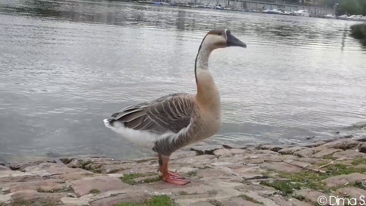 Swan Goose calling / Schwaneng&auml;nse Ruf Heidelberg