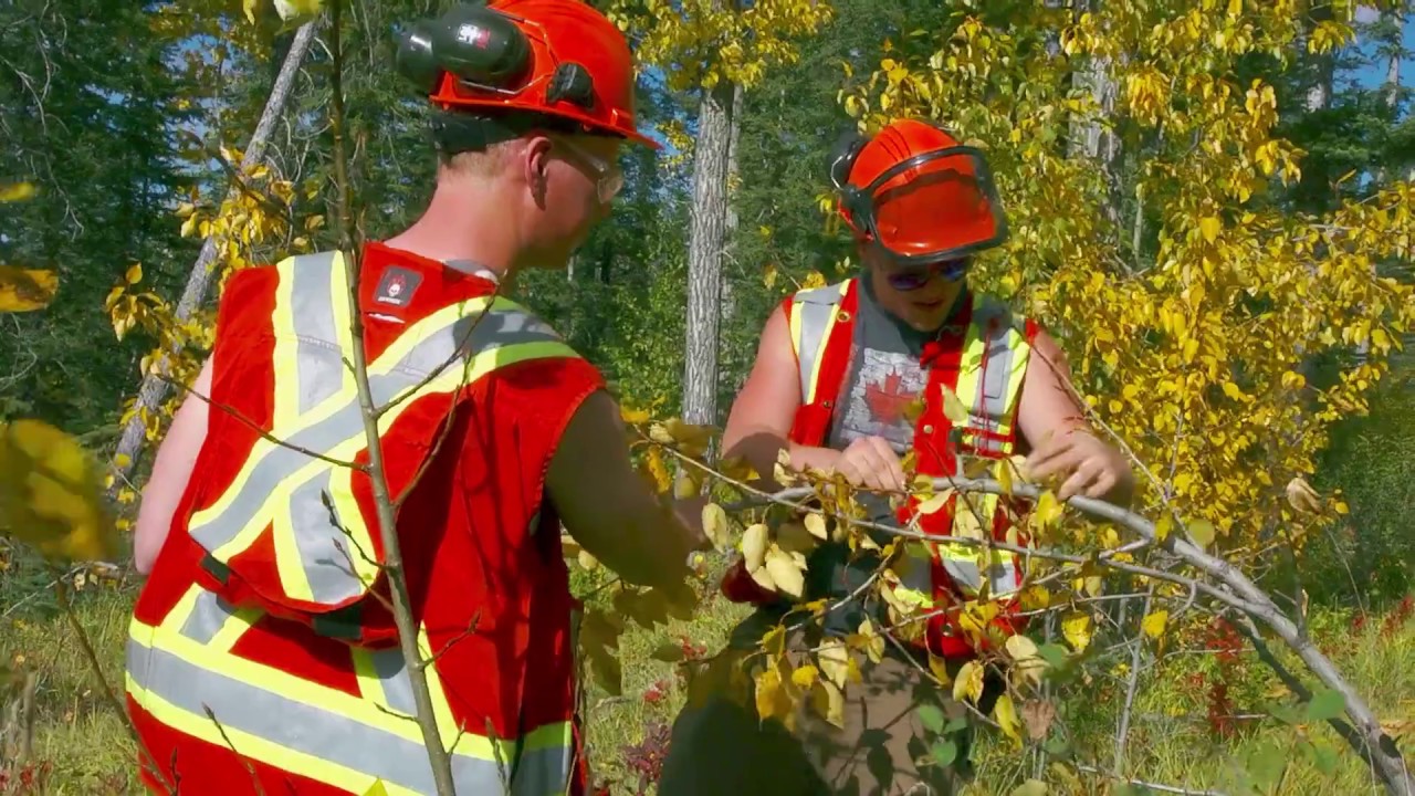 NAIT Forest Technology: Training in Reforestation and Ecology