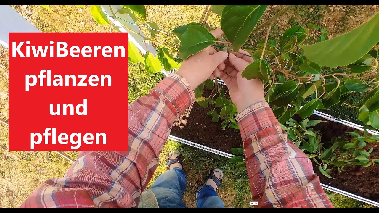 Kiwi Beeren - vom Beet vorbereiten bis zum ersten Schnitt  Fim 127