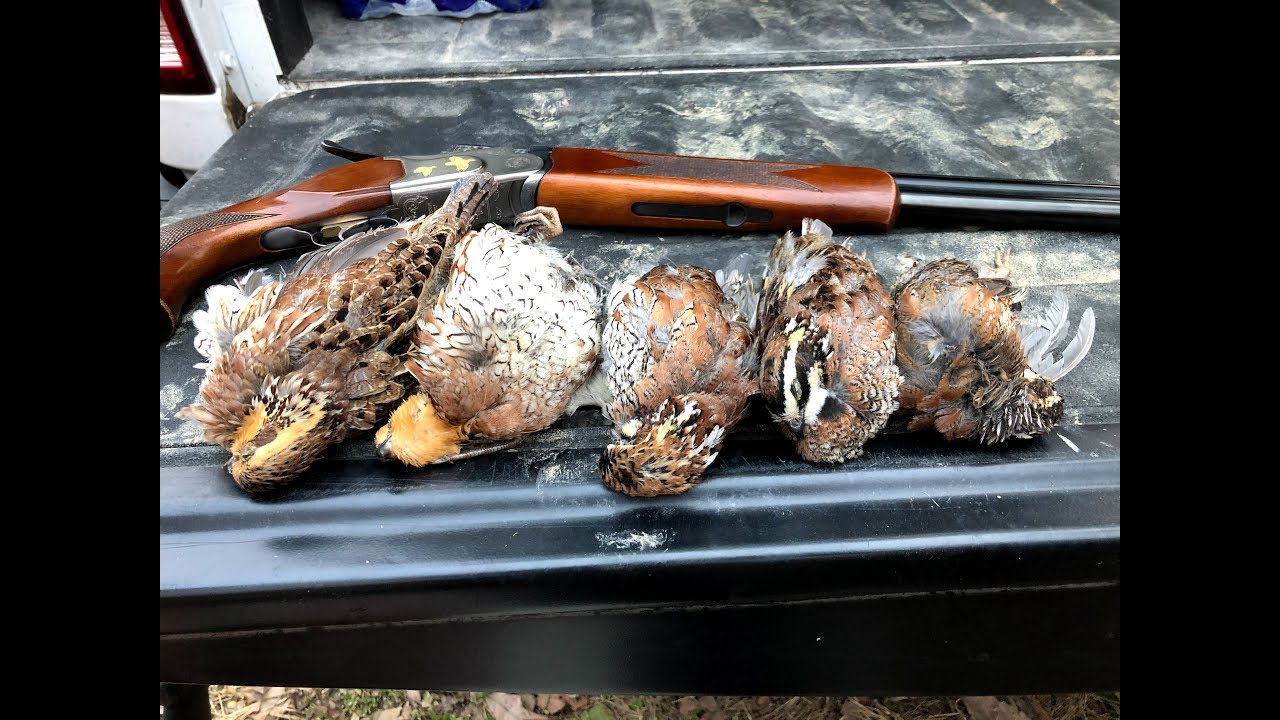 Quail Hunt in Logan County