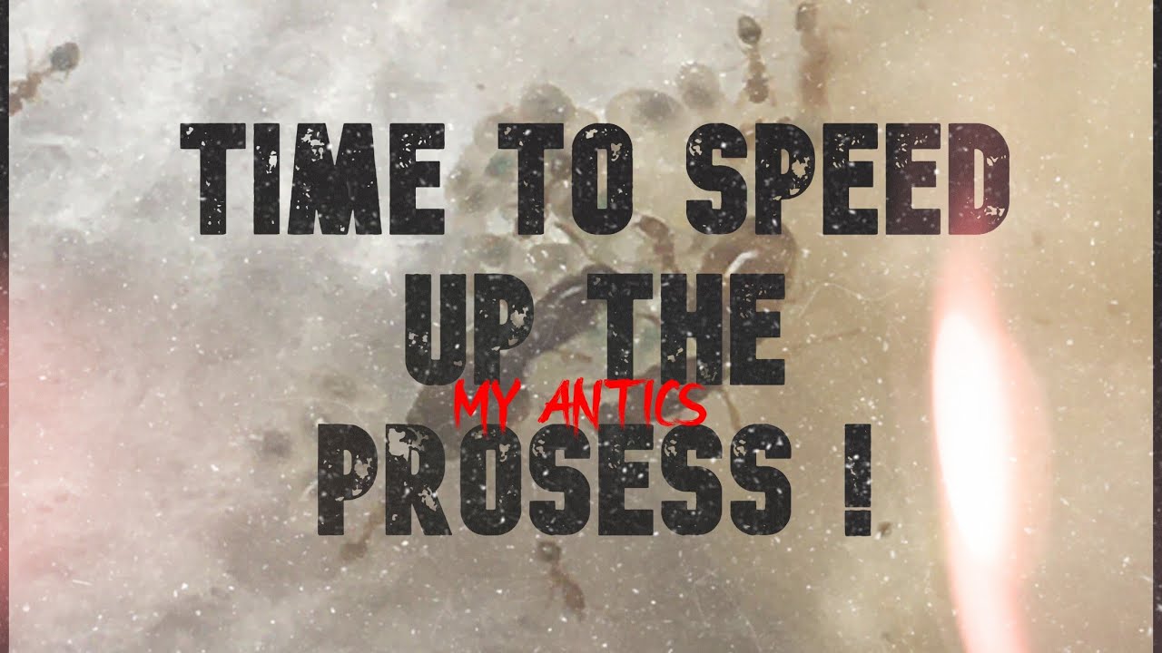 Key Guide To BOOST Your Ant Colonies Growth