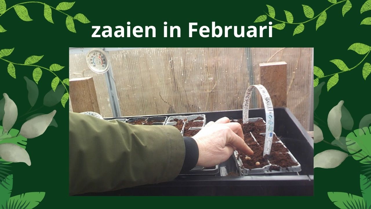 zaaien Februari | zoete aardappel | zelfvoorzienend leven