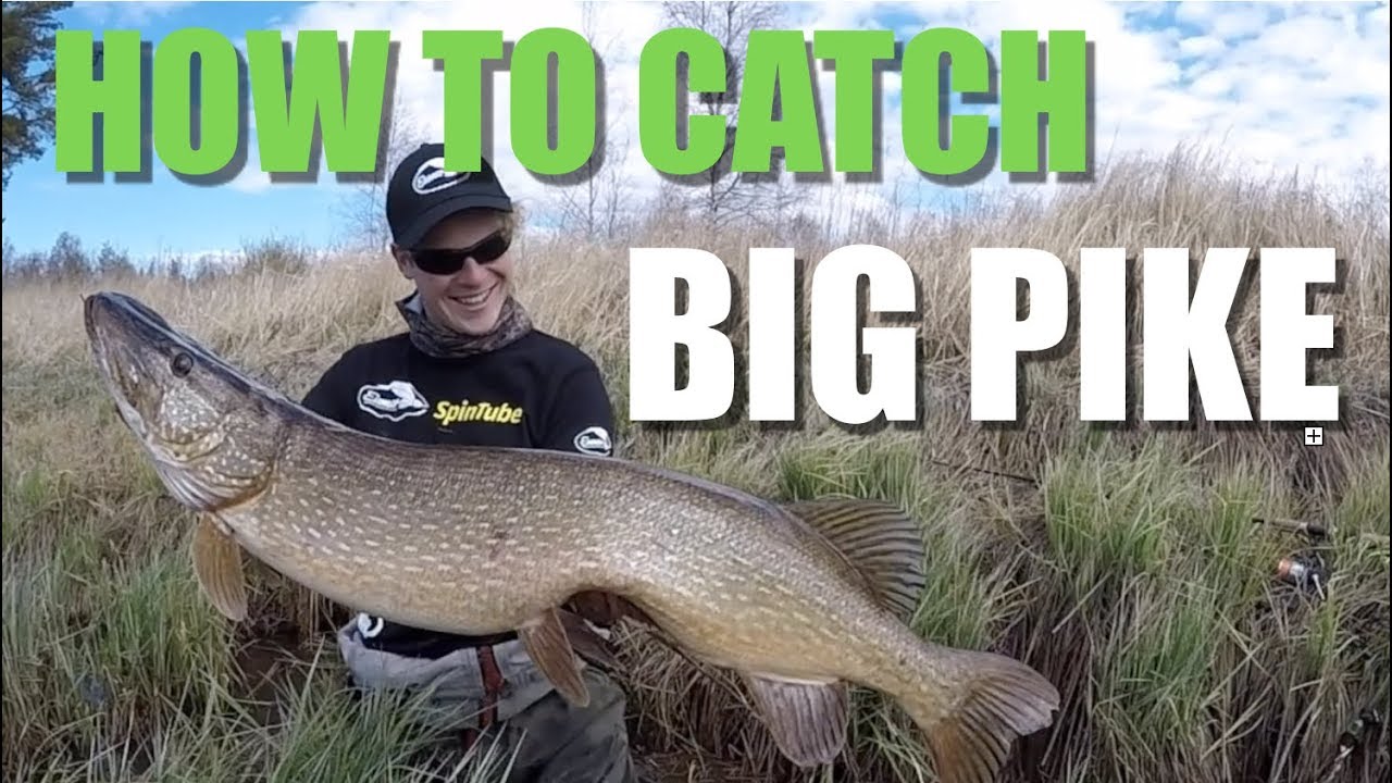 Monster PIKE fishing - Huge pike - Gädda - Snoek - Hecht - Brochet - Hauki - Pike fishing - Spintube