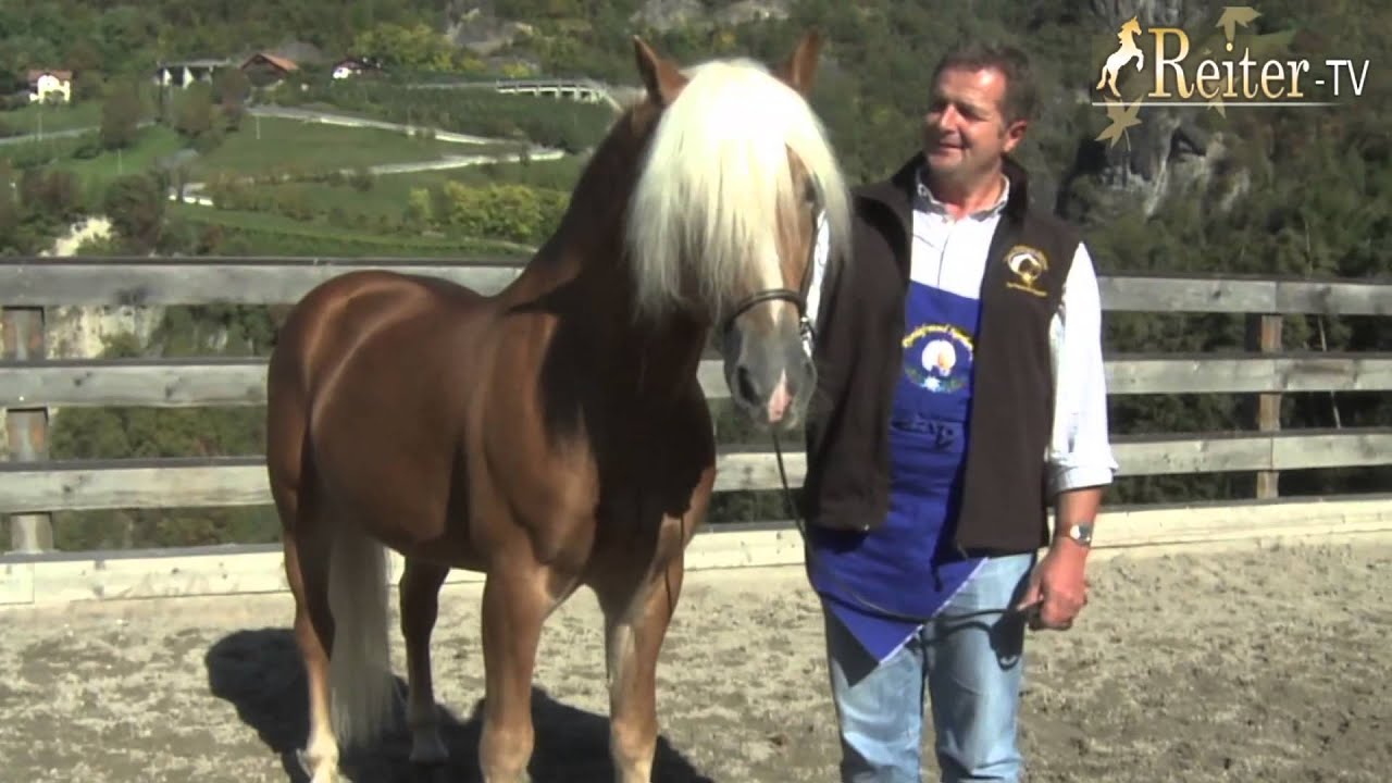 Rasseportrait Haflinger, bei Kastelruther Spatz Norbert Rier