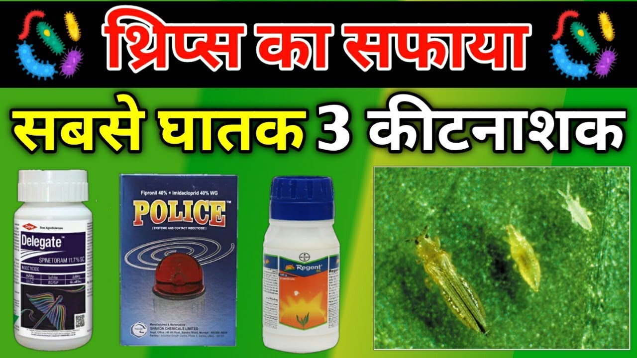 थ्रिप्स के लिए सबसे घातक कीटनाशक Thrips attack and control | Delegate, Regent, Fipronil insecticide