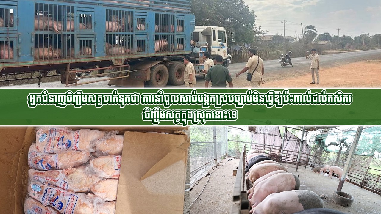 អ្នកជំនាញចិញ្ចឹមសត្វចាត់ទុកថា ការនាំចូលសាច់បង្កកស្របច្បាប់មិនធ្វើឱ្យប៉ះពាល់ដល់កសិករចិញ្ចឹមសត្វ