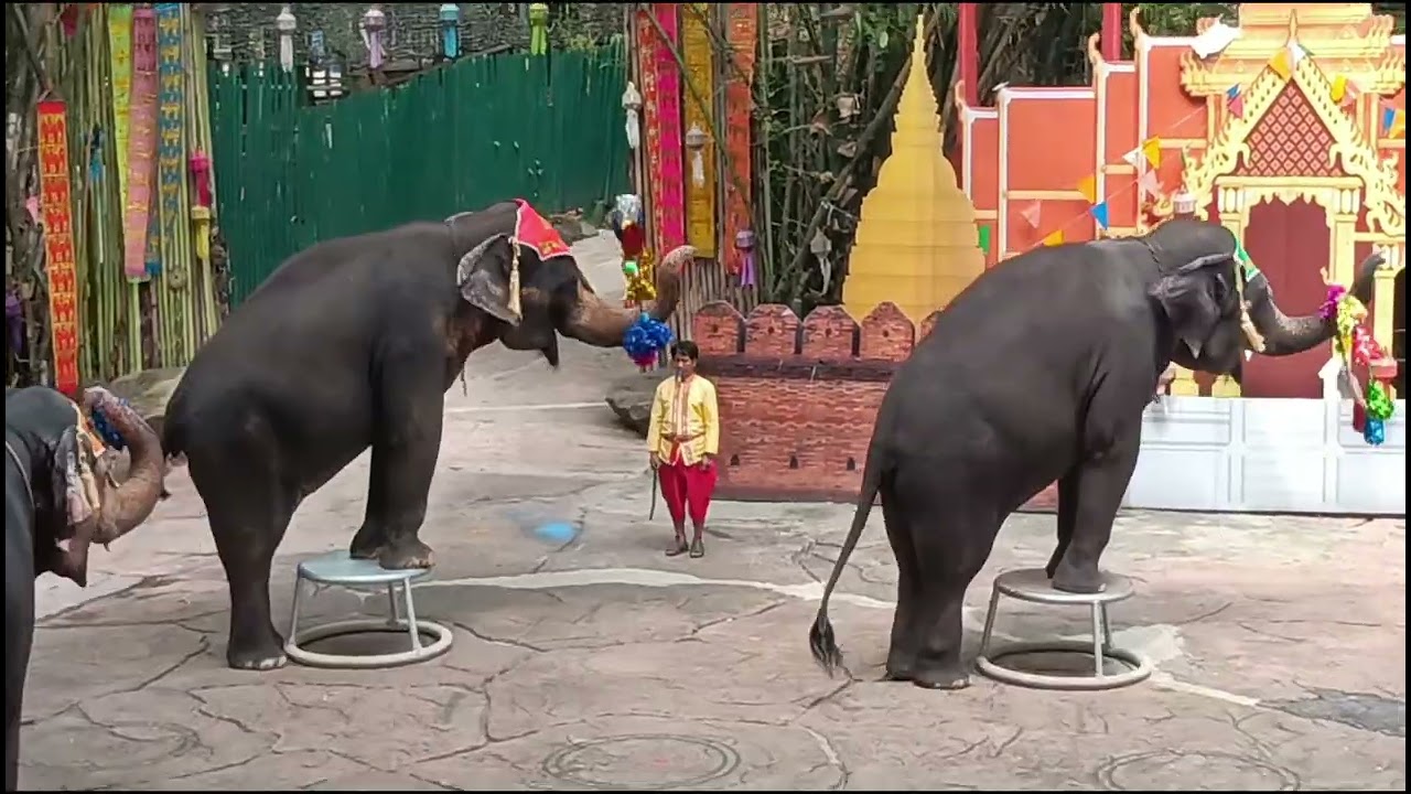 ಥೈಲ್ಯಾಂಡ್ ಪ್ರವಾಸದಲ್ಲಿ ಆನೆ ಸರ್ಕಸ್