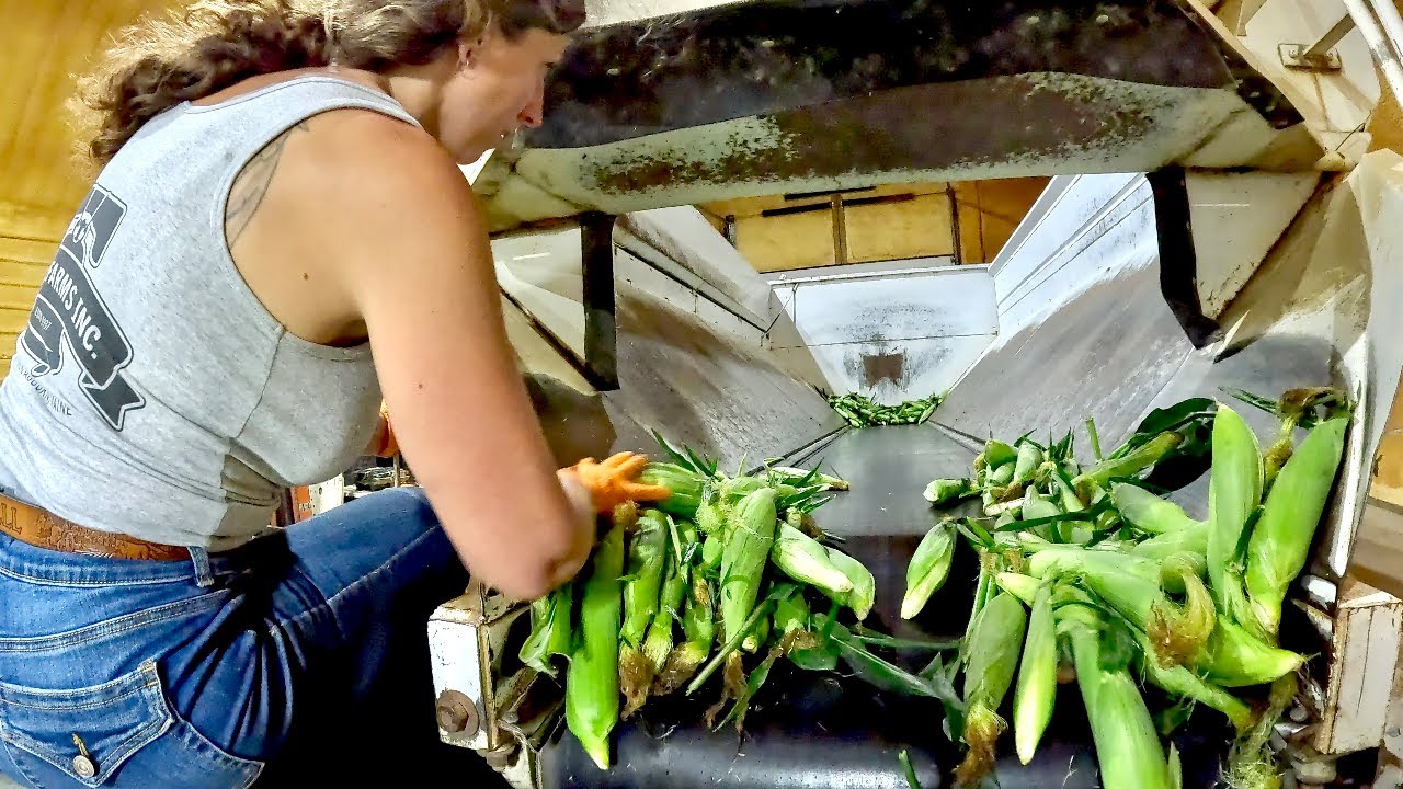 Sweet Corn Packing House Pt 2