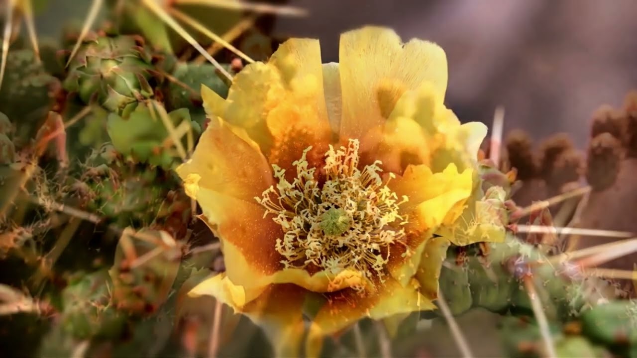 The cactus flowers You've Been Waiting for, Beautiful Background music