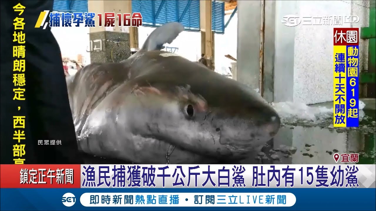 宜蘭漁民外海捕獲破千公斤大白鯊　打開肚子一看好悲傷...有15隻小鯊魚│記者吳軒彤 黃國瑞│【LIVE大現場】20190321│三立新聞台
