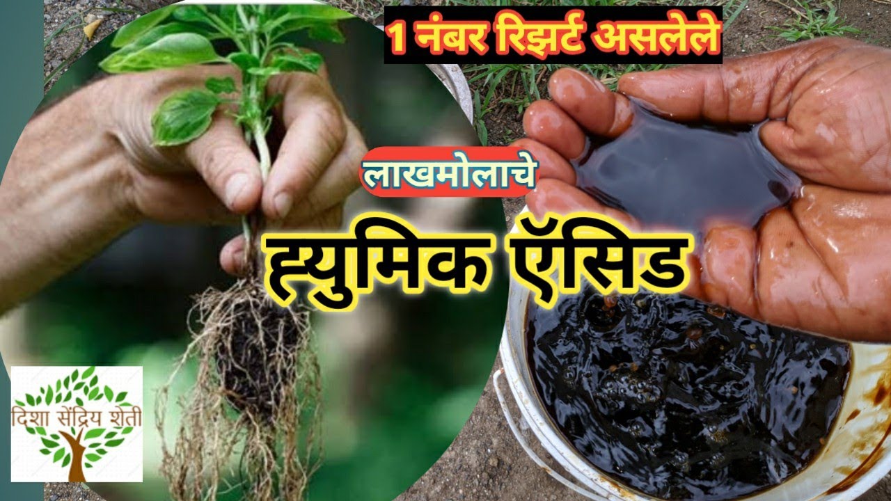 पांढऱ्या मुळ्यांची वाढ होण्यासाठी लाखमोलाचे ह्युमिक ऍसिड बनवा  humic acid easy home mede  method