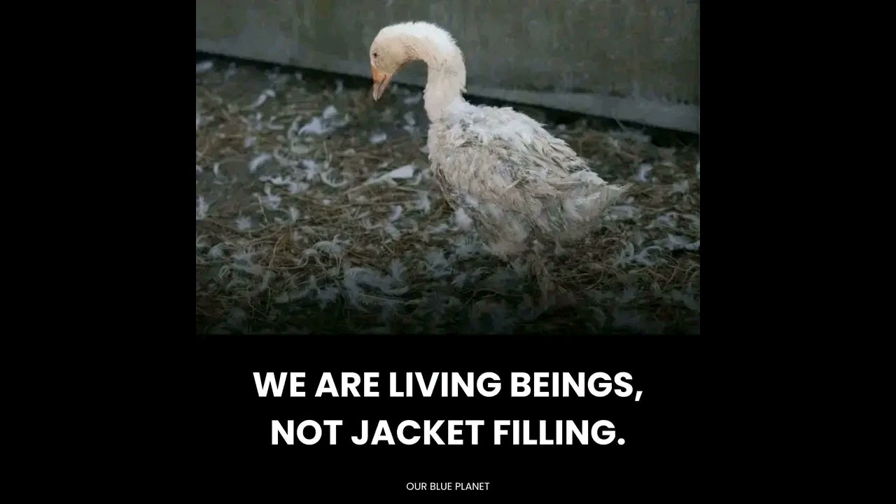 Please do not misuse our beauties 