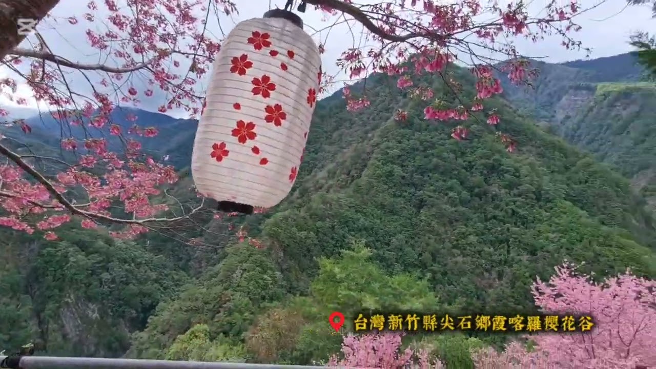 台灣美景之「新竹縣尖石鄉霞喀羅櫻花谷」愜意優美花季音樂