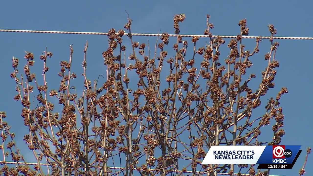 Missourians can cut down invasive pear tree, get free native tree