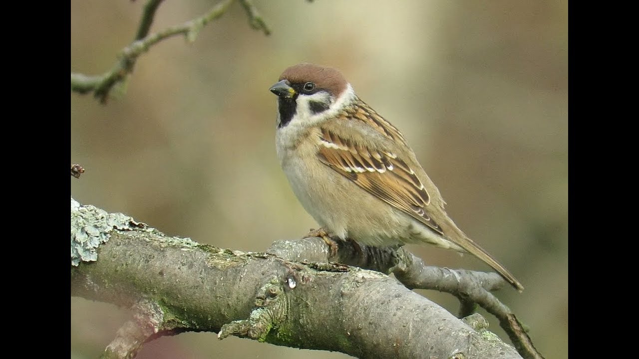 471. Vrabci ČR, Sparrows Czech Republic