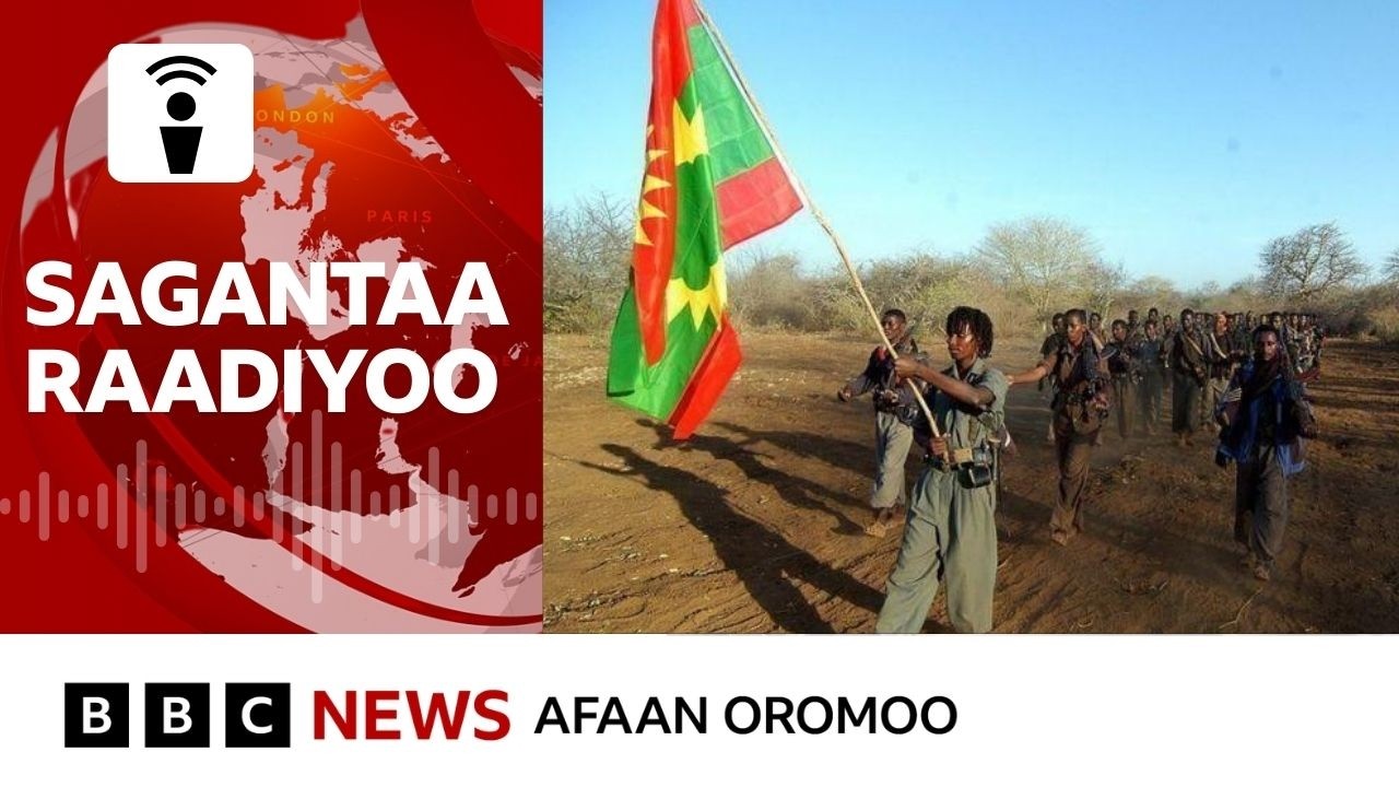 Aministiin WBO 'yakka waraanaa' kan jedhamuu danda'u raawwateera jedhe, Dhaabicha gaafanneerra.