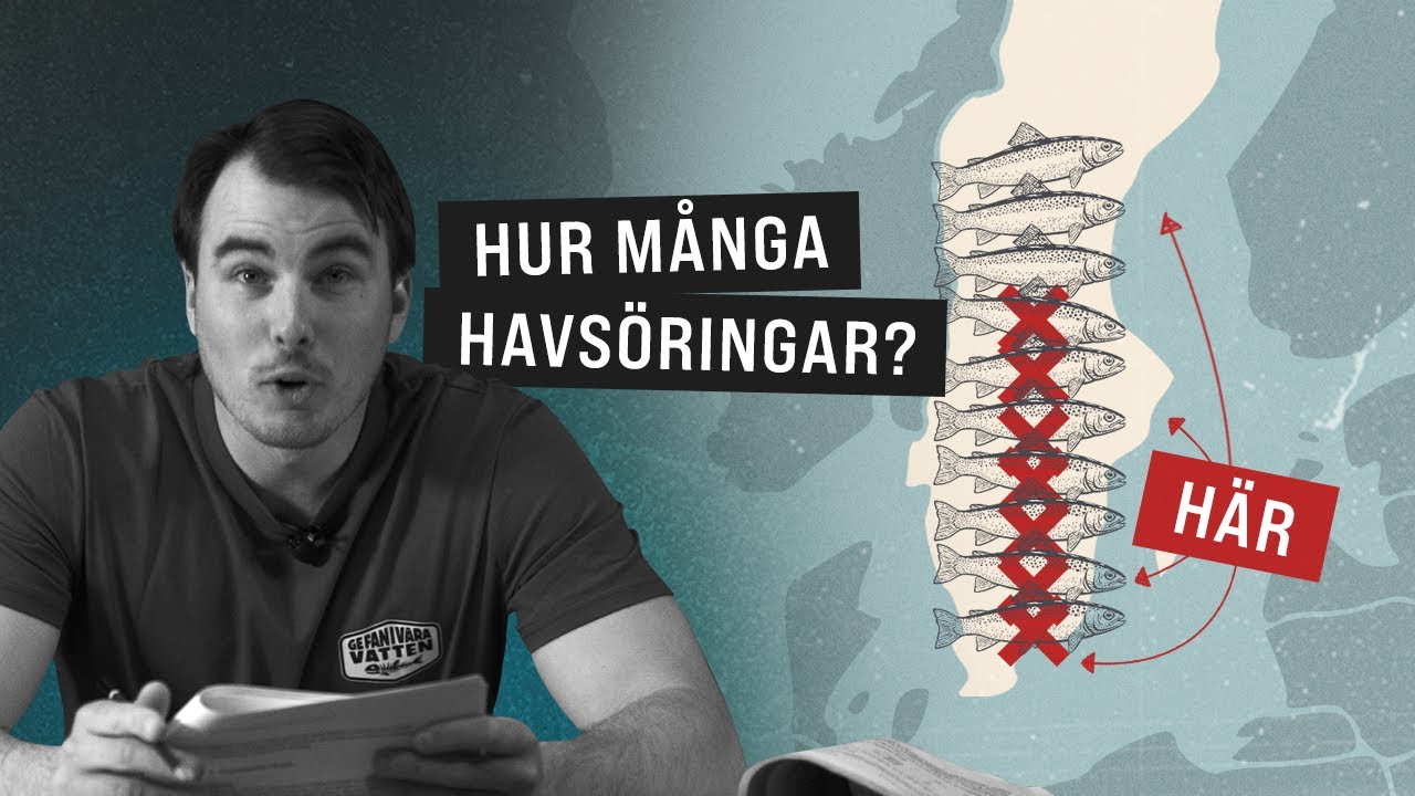 Hur m&aring;nga havs&ouml;ringar simmar i &Ouml;stersj&ouml;n?