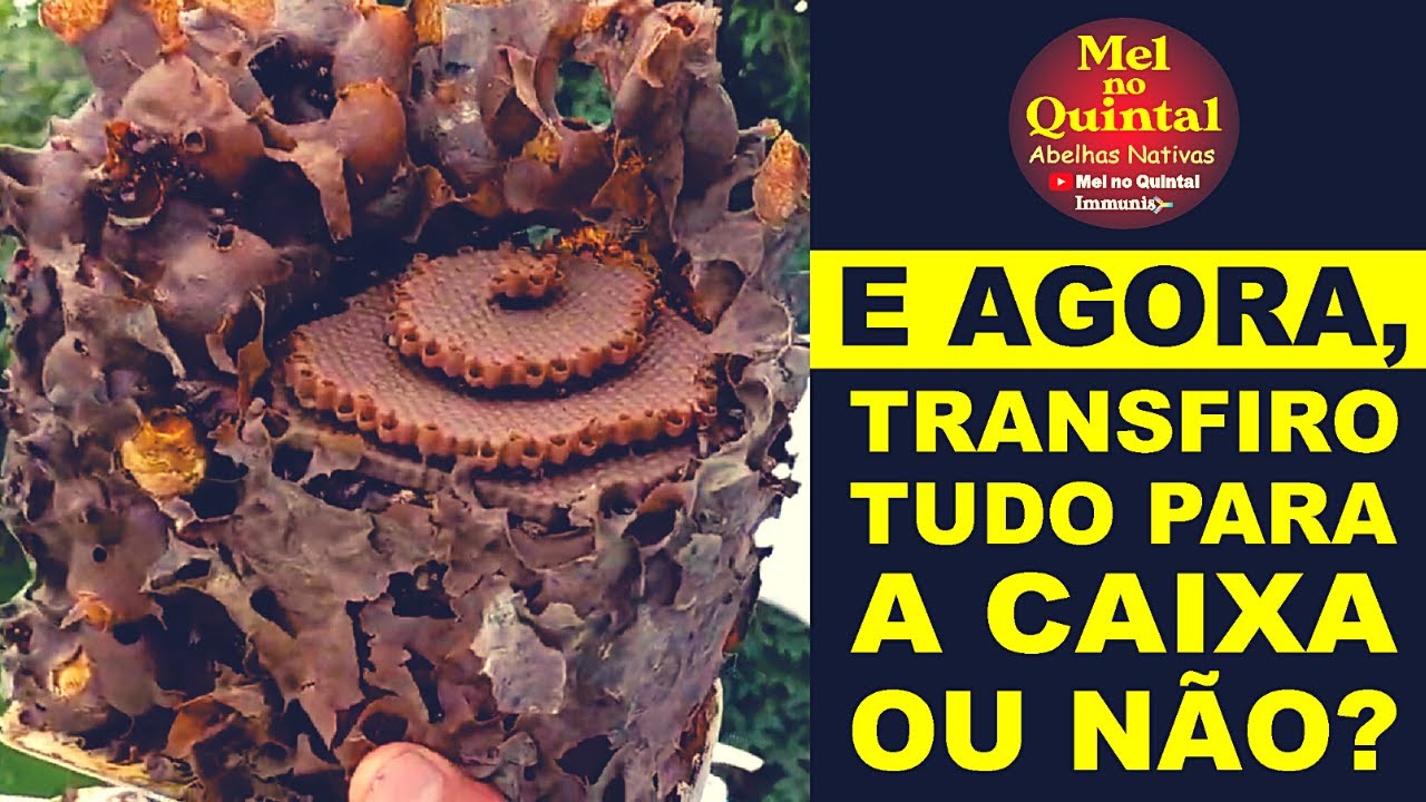 FÁCIL TRANSFERÊNCIA DE MANDAGUARI PRETA
