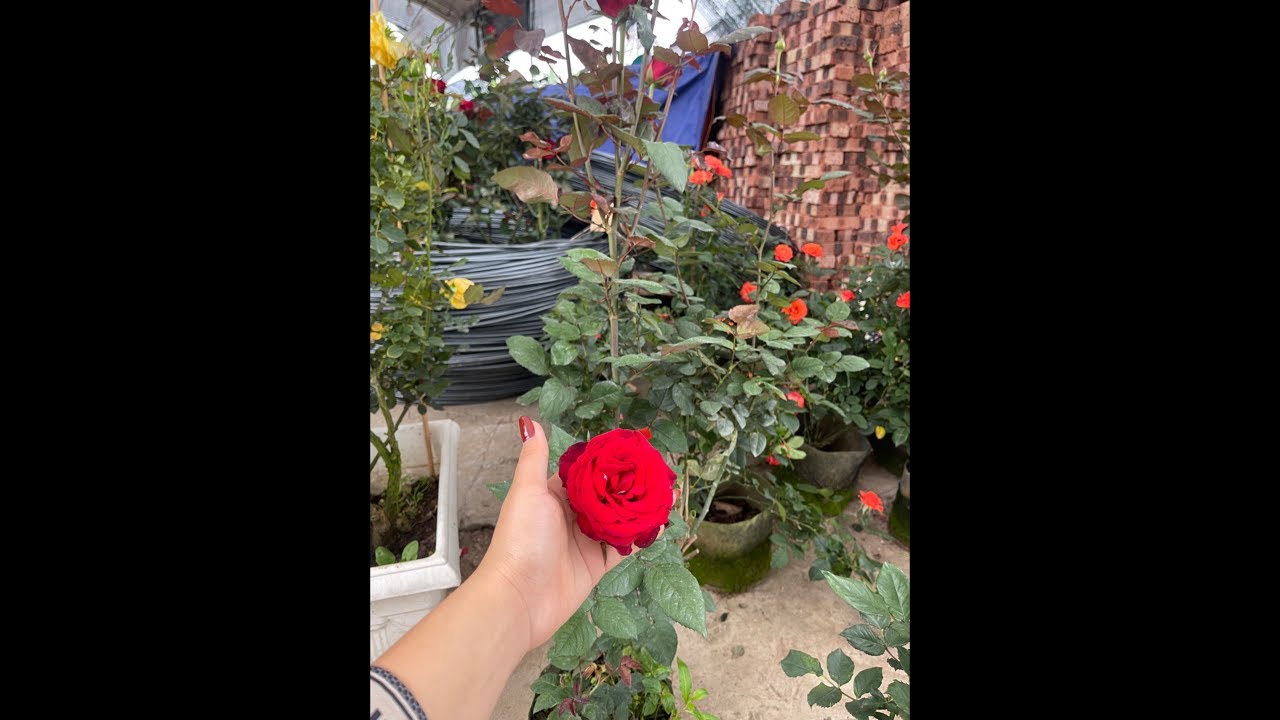0977847453 hoa hồng ạ