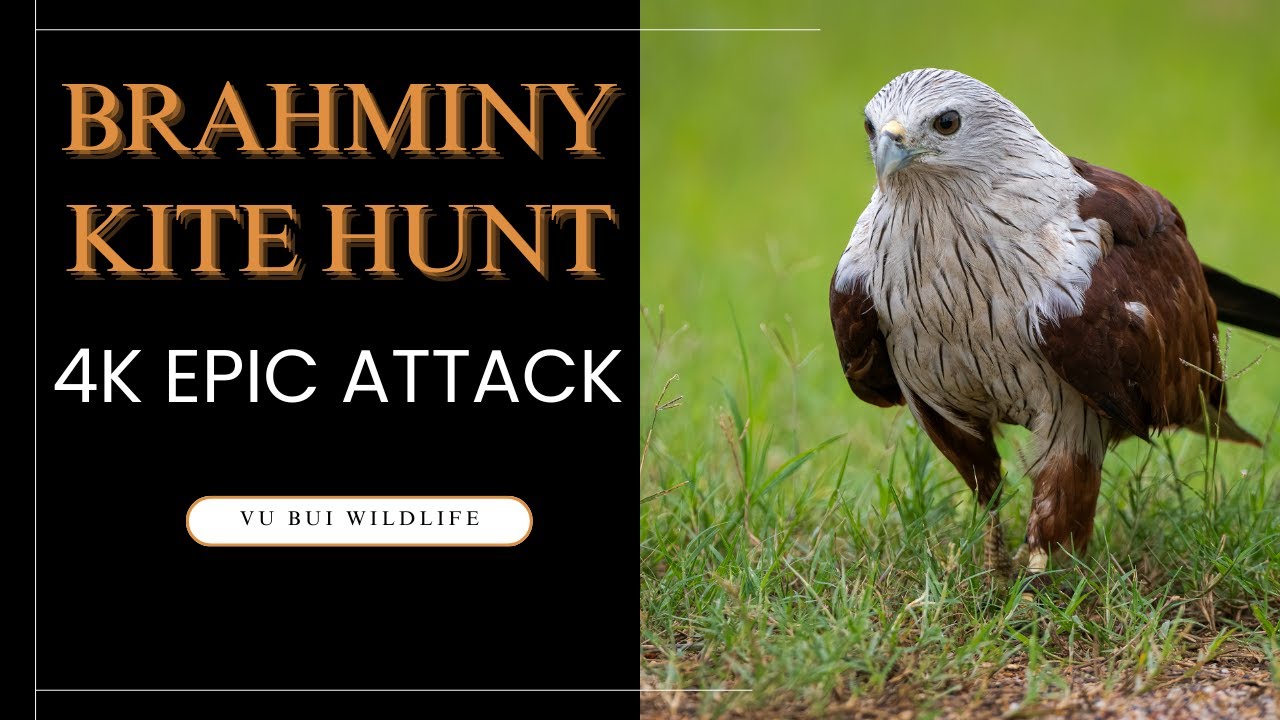 BRAHMINY KITE HUNT: Cinematic 4K Attack! Stunning Bird of Prey Hunting in Vietnam