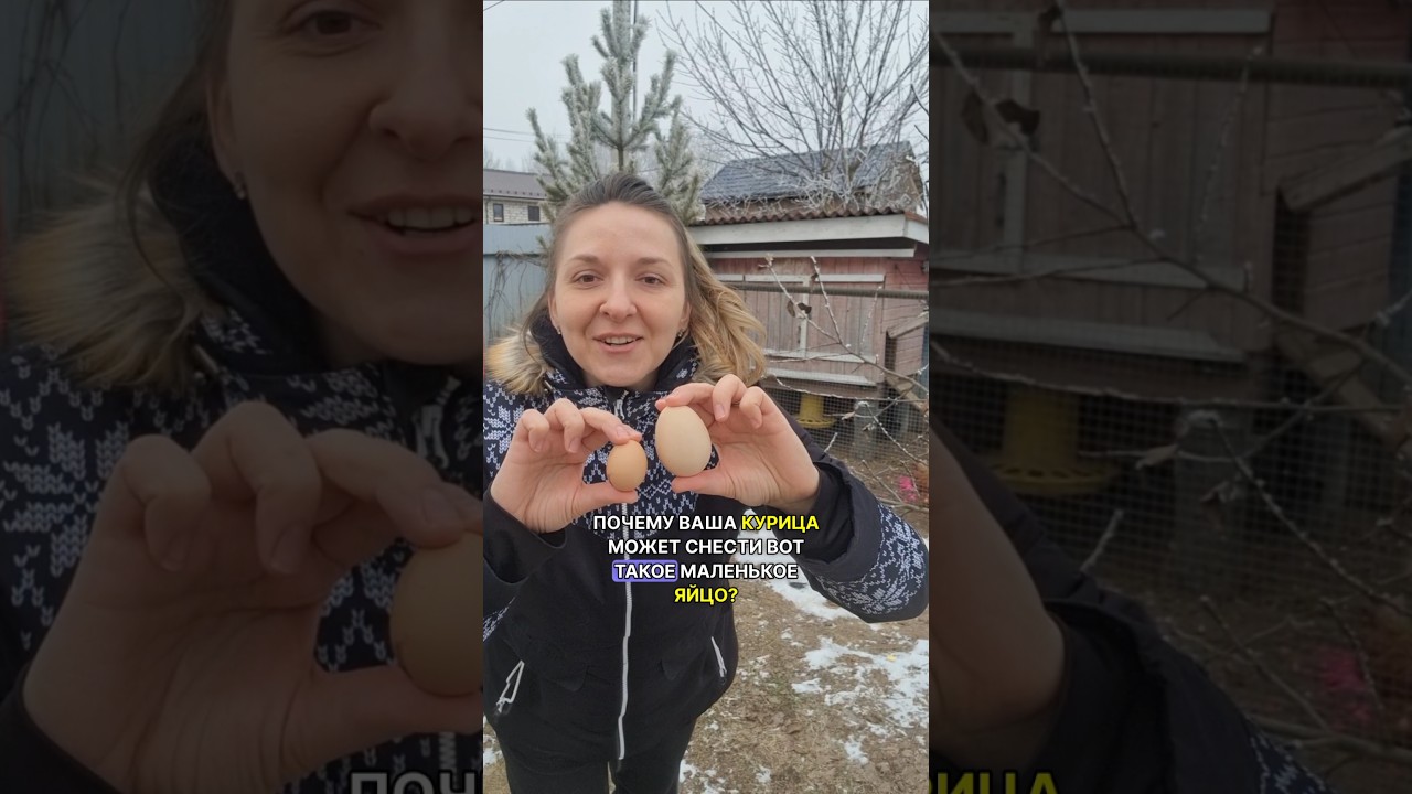 ПОЧЕМУ У КУРИЦЫ МИНИ ЯЙЦО? #куры #деревня #деревенскаяжизнь #дача #shorts