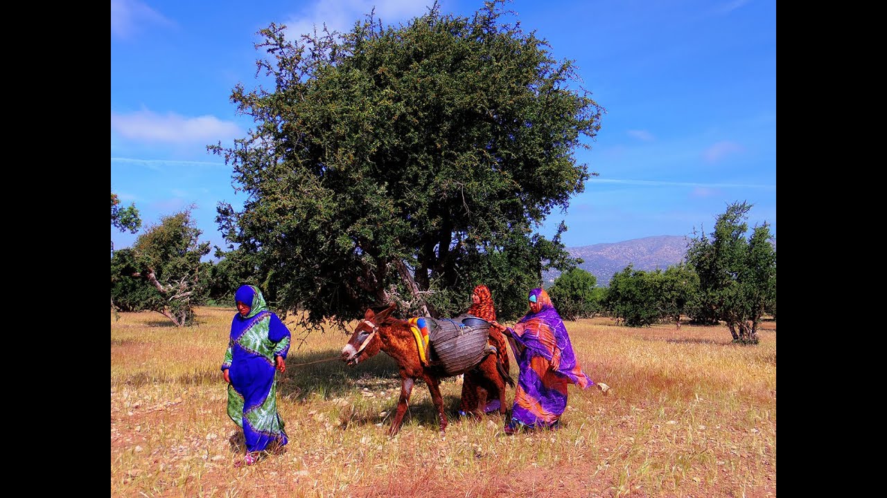Argan oil producer in Morocco: OLVEA's supply chain
