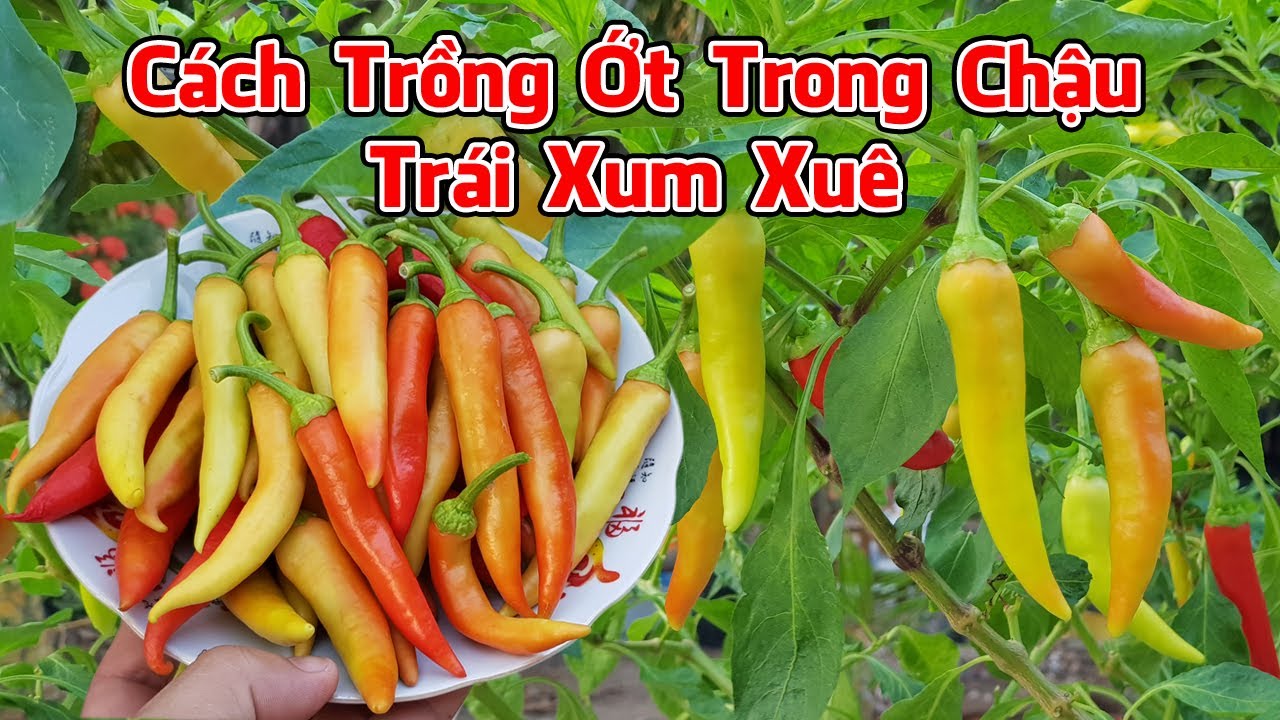 Cách trồng ớt trong chậu có trái xum xuê