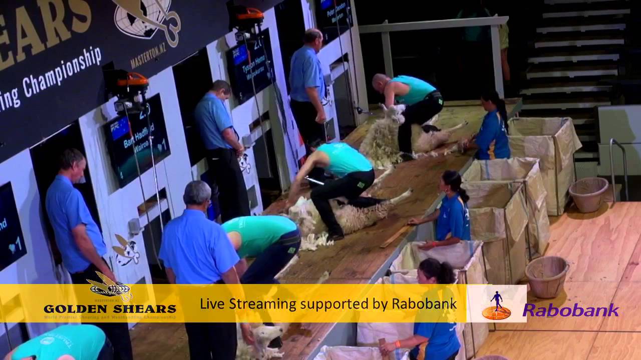 Open Shearing Heats - Golden Shears 2014