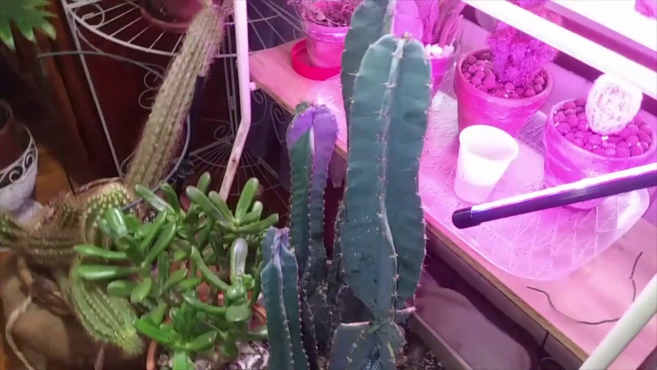 Plant Updates & Chat Pt2