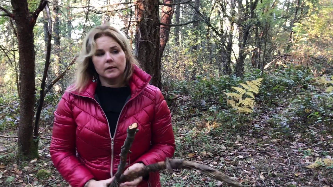 Tips to fight off animal attack