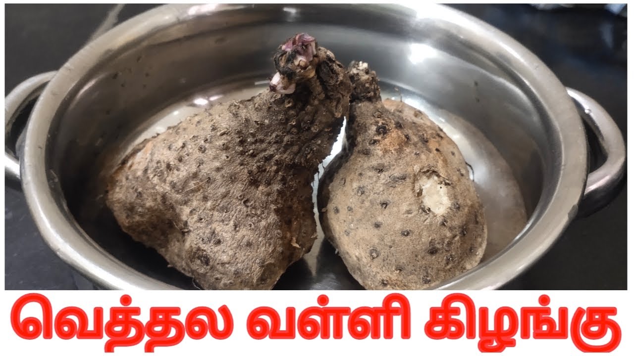 வெத்தல வள்ளி கிழங்கு பயன்கள் / vethala valli kizhangu in tamil /purple yam cooking in tamil....