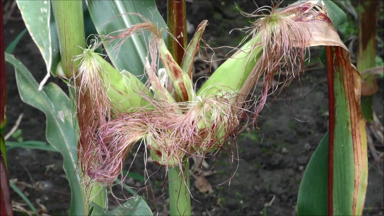Bioenergy LT - kukurūzai