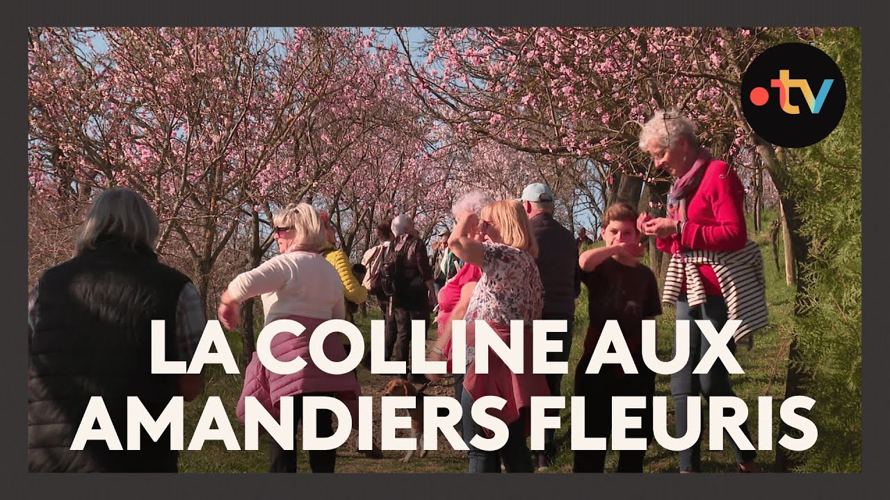 La colline aux amandiers fleuris de Mittelwihr
