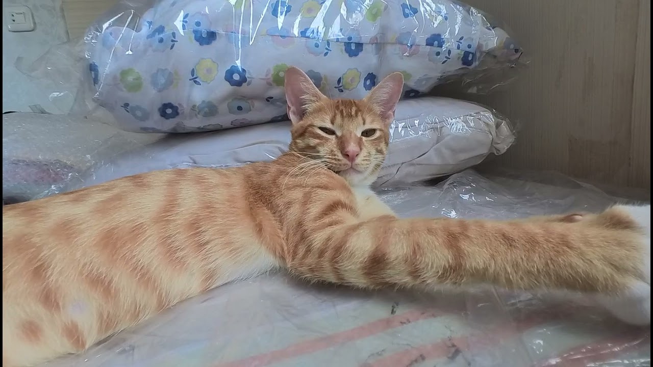 #asmr  #kucingorens si @OscarPawstri Baru Bangun Tidur Siang.