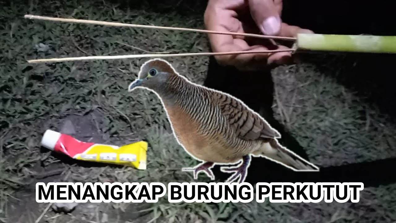 Cara menangkap burung perkutut dengan pulut di gilimanuk