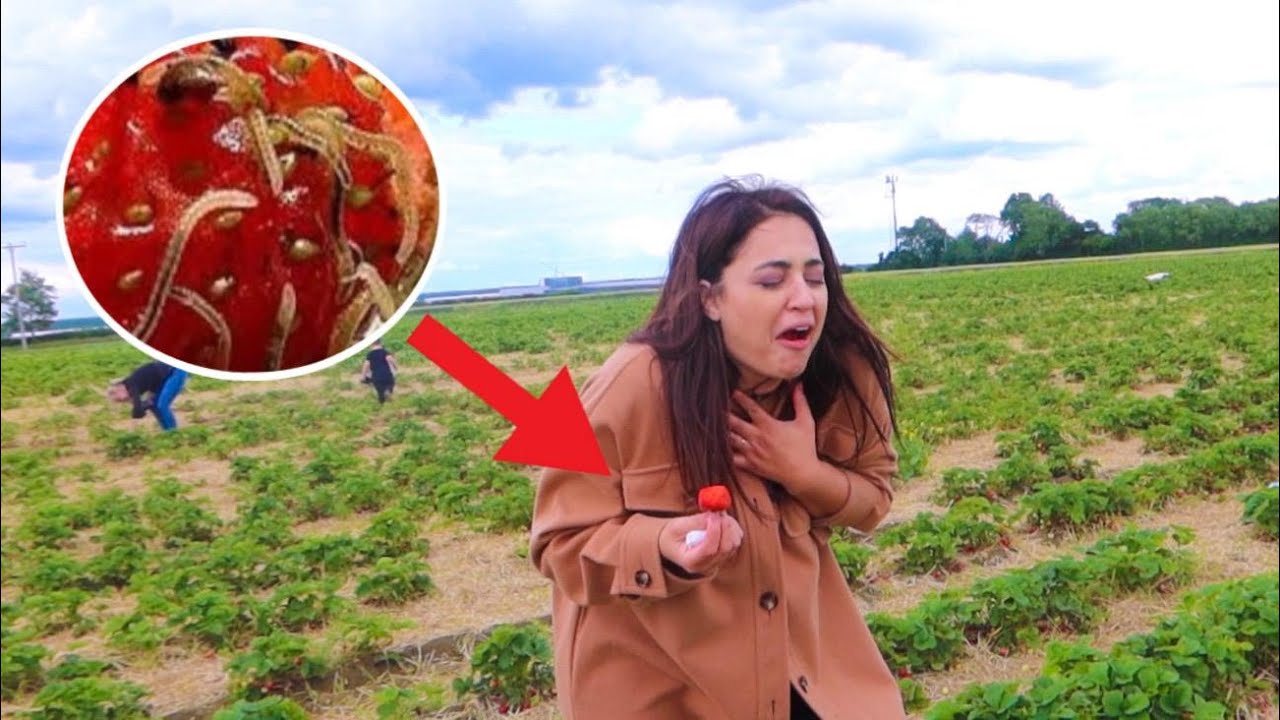 سحر اكلت دودة بالغلط🤮 (صدمة مزرعة الفراولة🍓)