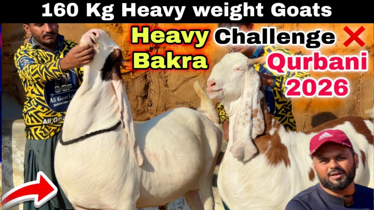 Challenge ❌ 160 Kg Heavy Goats For Qurbani 2026 | Ali Goat Land * Shamsi Goats Farm | Bakra Mandi 