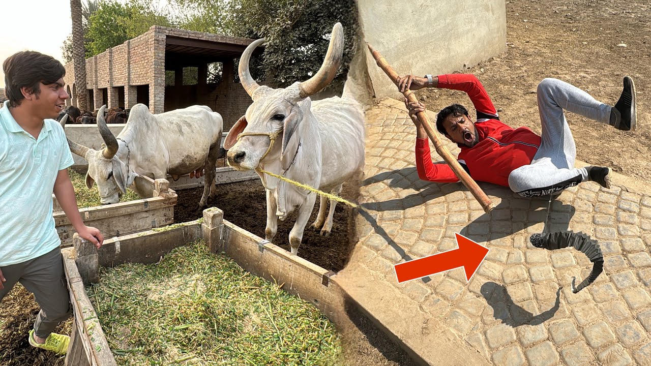Snake Ny Attack Kr Dea 😰 Indian Cow Dakhi 😍