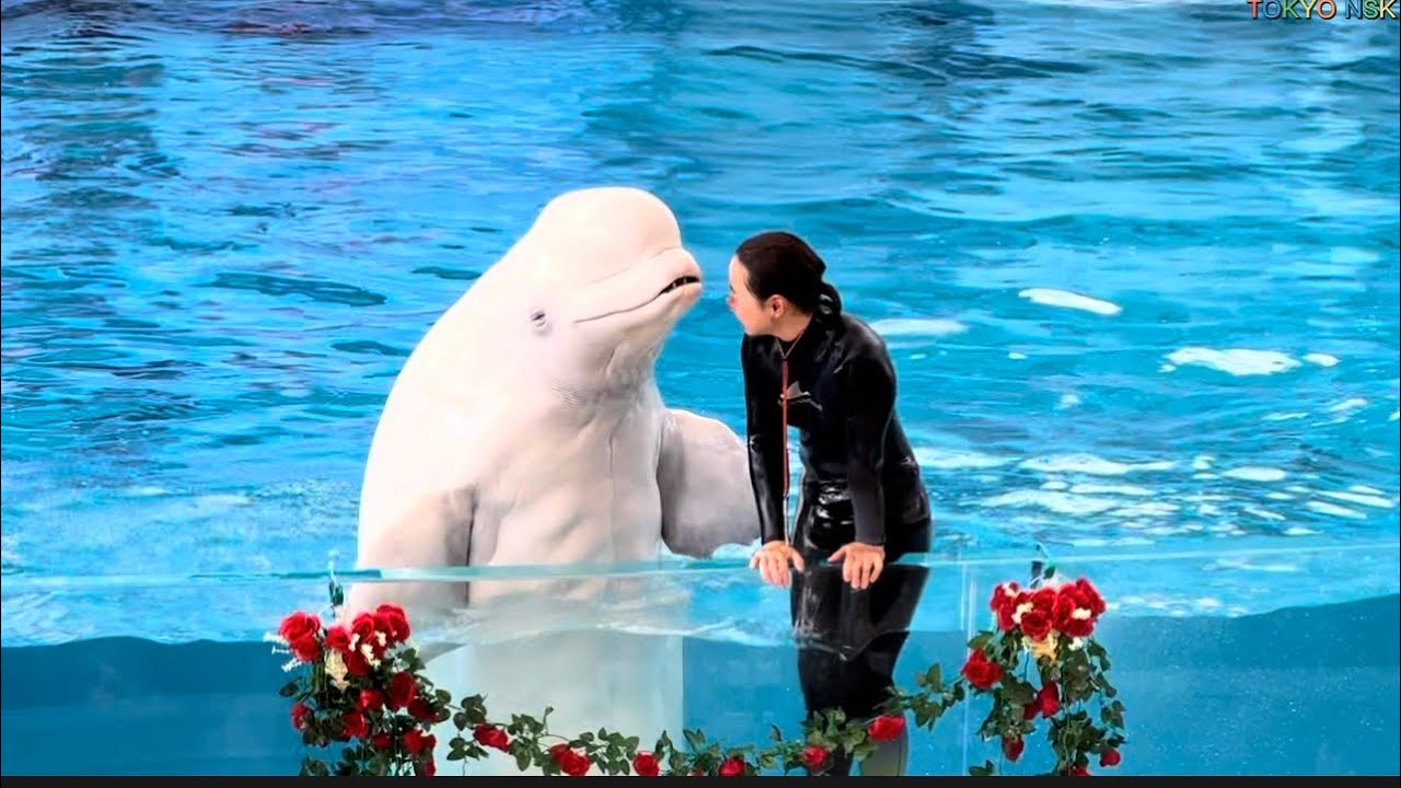 横浜 八景島シーパラダイス アトラクション 動物たちのショ-Beluga whale Show [4k] - Japan