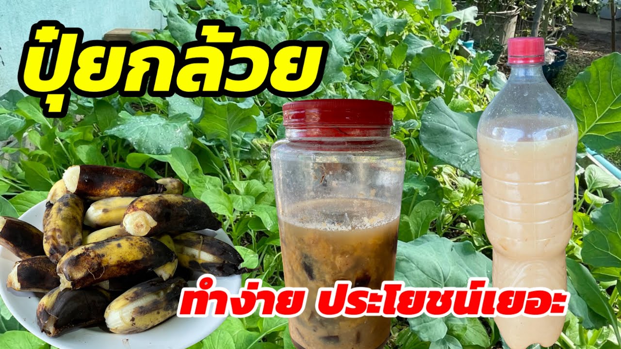 556/ #ปุ๋ยกล้วย #ปุ๋ยกล้วยหมัก[Banana Compost]  ทำง่ายประโยชน์เยอะ บำรุงพืช เพิ่มผลผลิต