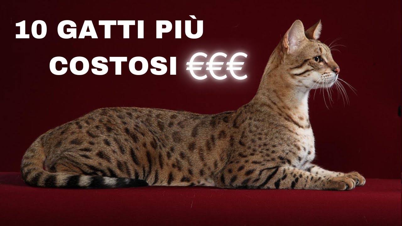 🐾 i 10 GATTI PIù COSTOSI DEL MONDO 🐾
