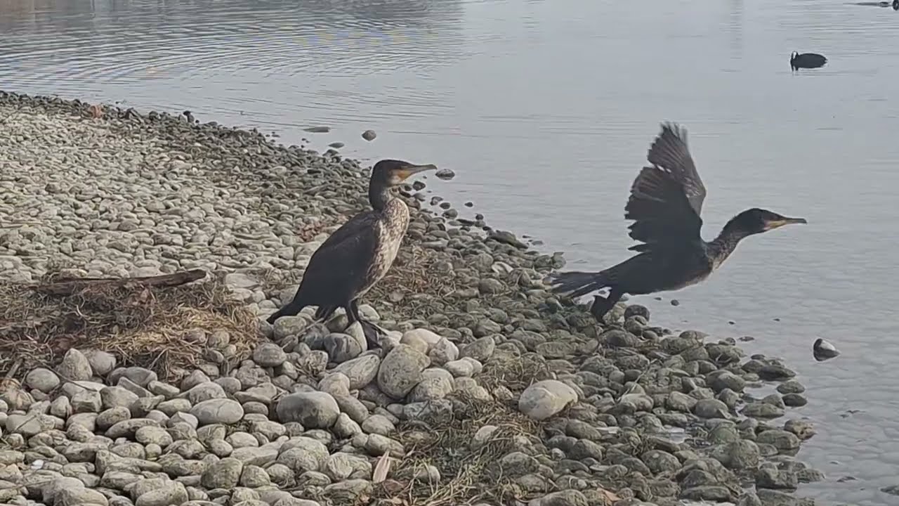 Beobachtung von Komoranen am Bodensee: Natur pur am Rheinufer...(Observing cormorants)