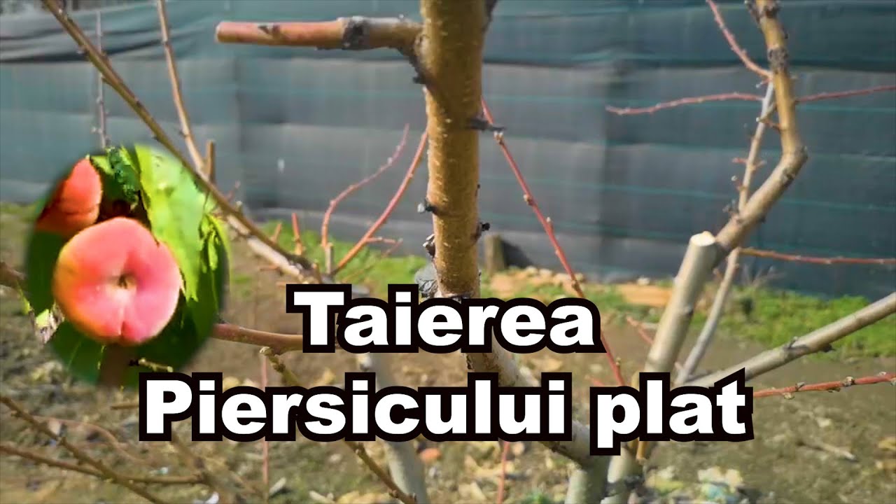 Taierea Piersicului -  Plat