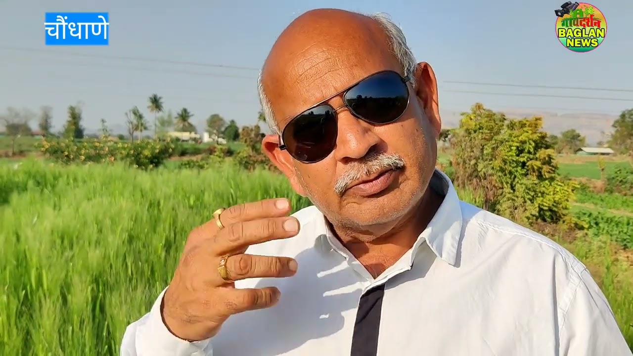 प्राचीन खपली व सोनामोती गहू उत्पादनात यश:चौंधाणेच्या मोरे दाम्पत्याचा नैसर्गिक शेतीतील चमत्कार
