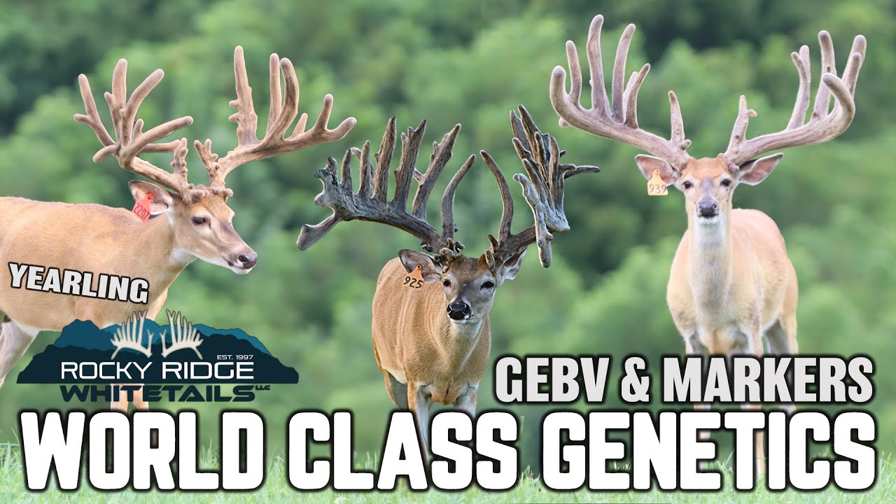 WORLD CLASS Genetics, Genetic Markers and GEBV scores | Rocky Ridge Whitetails 2023