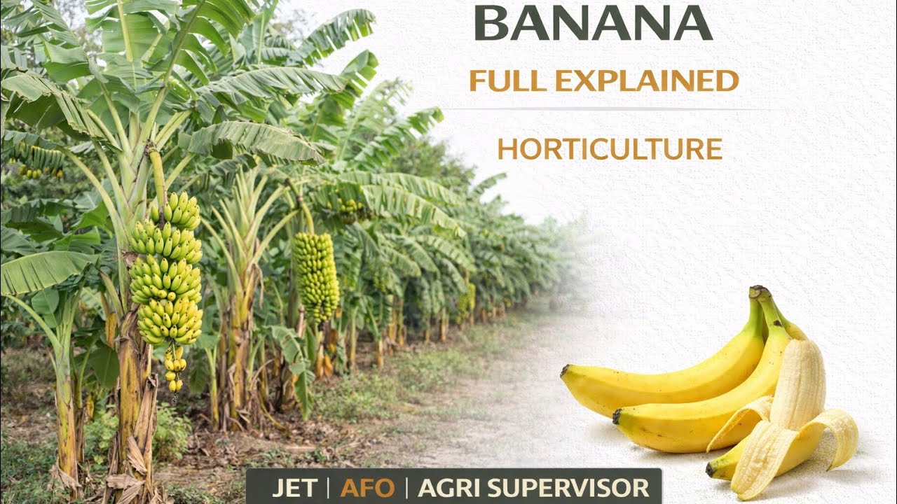 Banana | Banana Full Explained | Horticulture | JET | AFO | Agriculture Supervisor