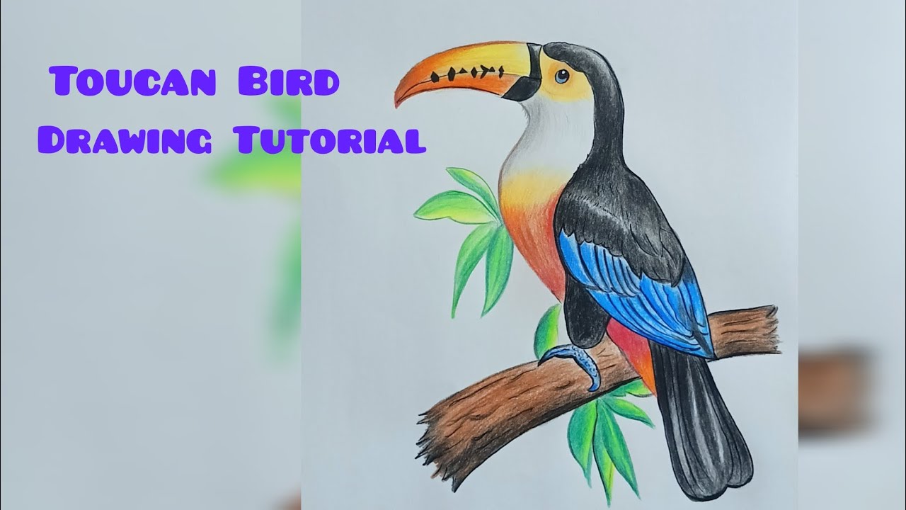 Toucan Bird 🐦🕊️ Drawing Tutorial 
