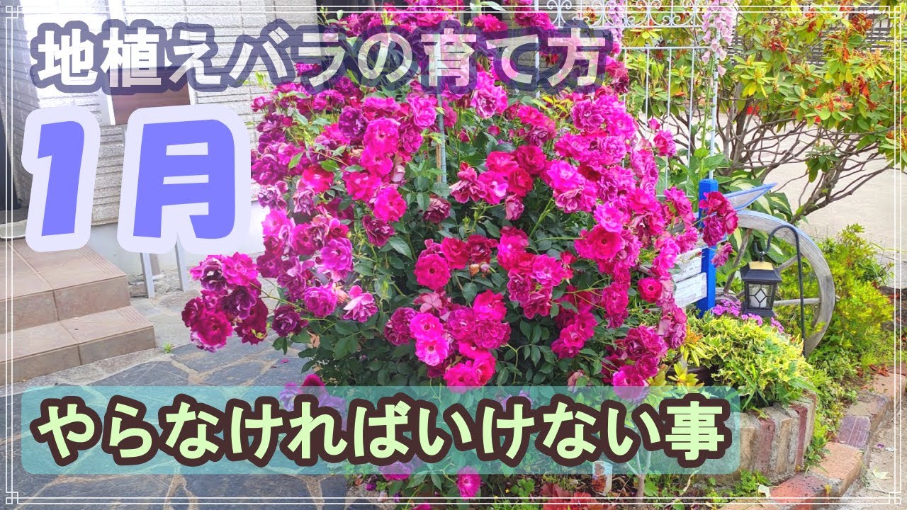 【たきちゃん流剪定理論】地植えバラの育て方★１月にやらなければいけない事 (._.)