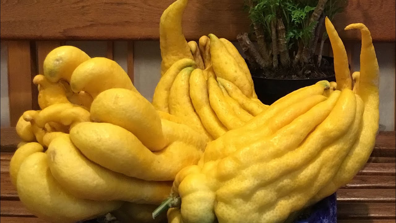 佛手柑的百變價值～Bergamot_Buddha’s Hands